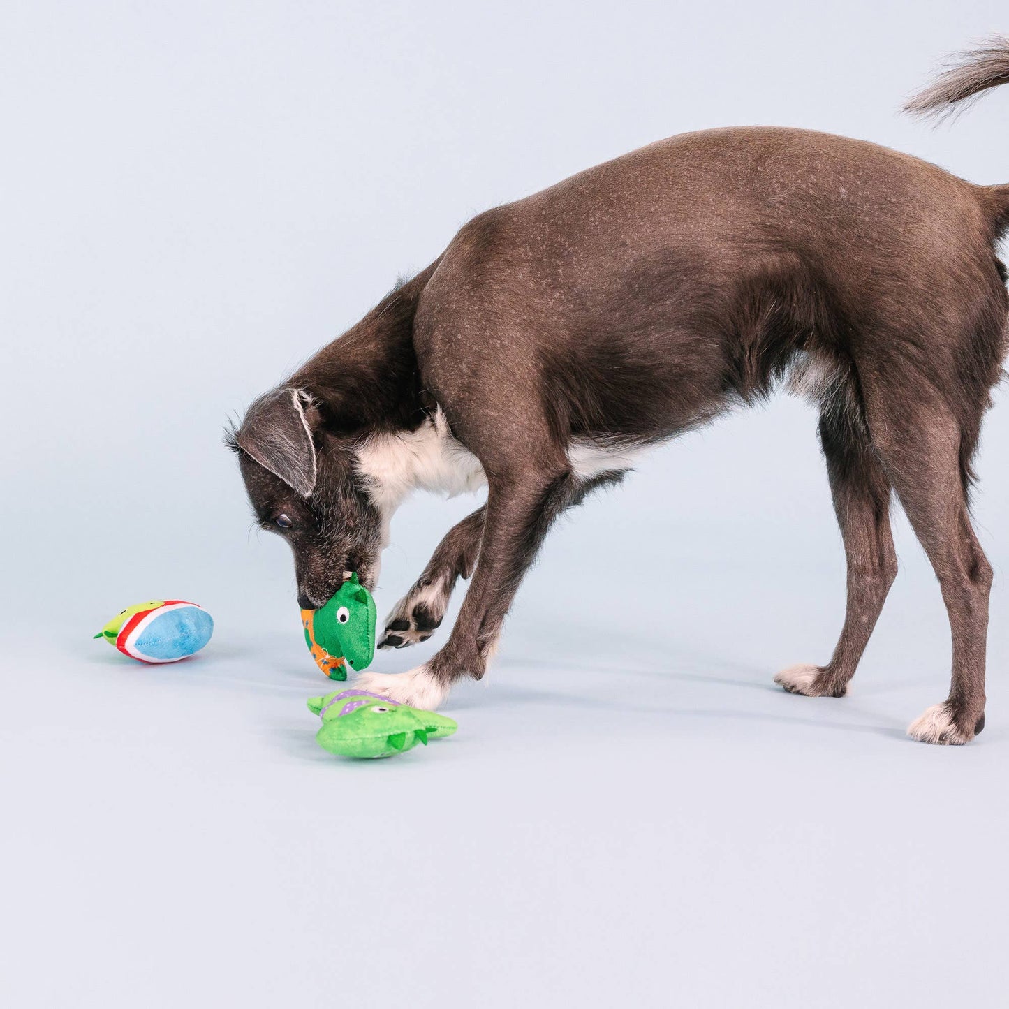 RAWRIN SUMER 3 PIECE SMALL DOG TOY SET